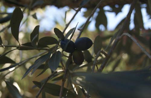 Casa De Santo Antão - Turismo Rural - Foto 37