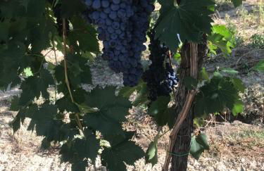 Agriturismo Cerquatonda - Foto 27