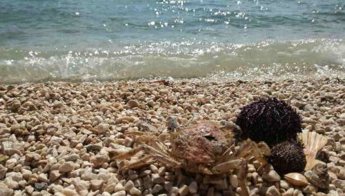 Apartmani Nina & Mili - Foto 3