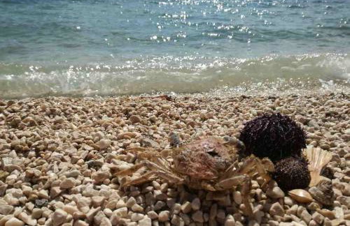 Apartmani Nina & Mili - Photo 3