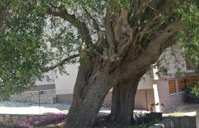 Apartments Krušvina - Foto 57