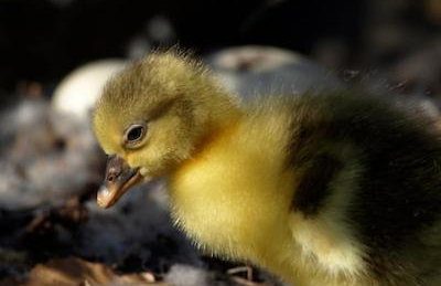 Lakeview at Lodge Farm - Photo 22