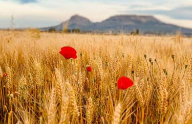 La Vela Estartit Rental - Foto 39