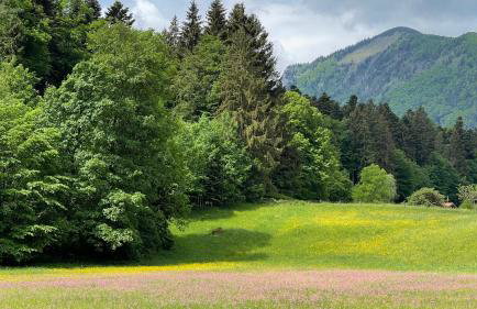 Laimgruber Hof - Naturresidenz - Foto 68