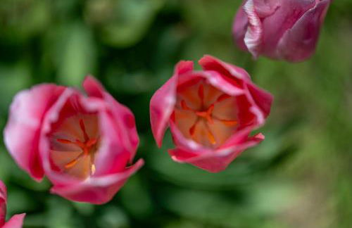 Newly remodeled home w pool & private back yard - Foto 34