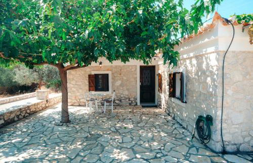 Olive Roots - Foto 3