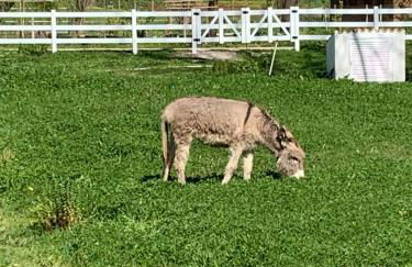 Country House Villas Santarém - Foto 56