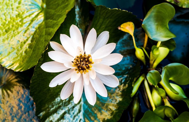 Villa Rea Hanaa - Foto 36