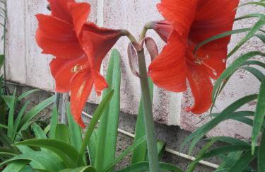 Anna's country villa - Foto 62