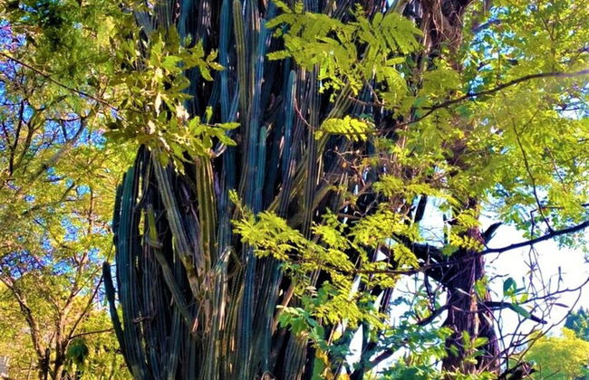 Cozy 3 Bedroom House With Unique Bathrooms - 2084 - Foto 33