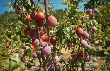 Quinta do Tempo Turismo Rural - Foto 44
