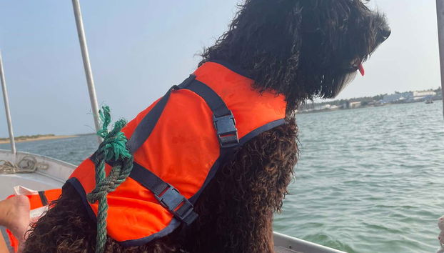 Anche gli animali sono benvenuti a bordo