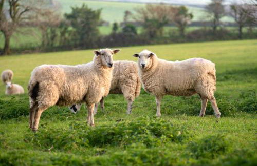 Linhay at East Trenean Farm -Luxury retreat for 2 with stunning rural views, private hot tub and EV charging - Foto 16