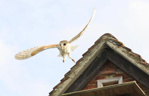 The Owl House - Foto 26