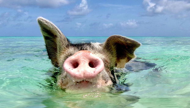 Excursión a Rose Island con avistamiento de cerdos