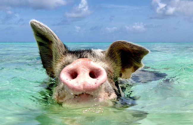 Excursión a Rose Island con avistamiento de cerdos - Foto 5