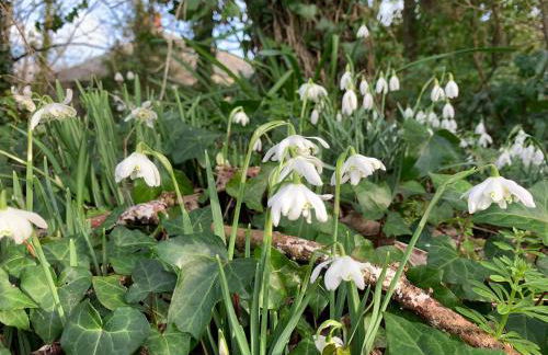 Bossiney Cove Cottage - Foto 7
