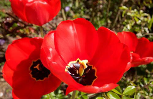 Villa Rosengarten - Foto 37