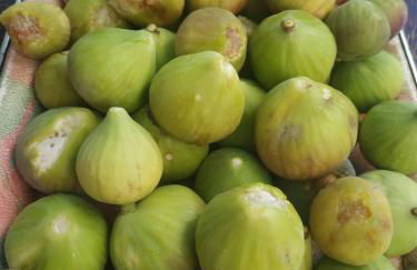 Leodi Place - Foto 31