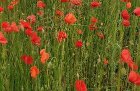 Ferienwohnung Mohnwiese und Blumenwiese - Foto 22