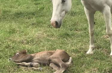Aux portes de la Camargue studio balneo sauna et piscine - Foto 22