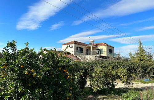 Orange Lemon Garden - Foto 40