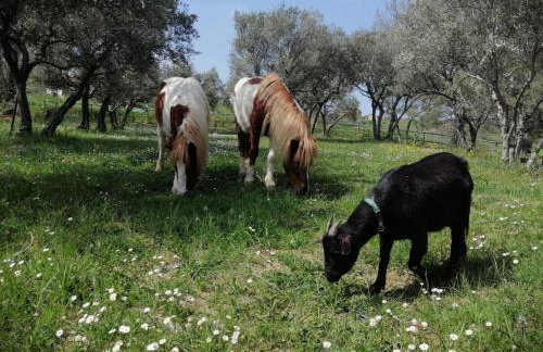 Casa degli Ulivi - Foto 13