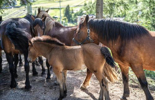 Apartements Precalalt - Foto 34
