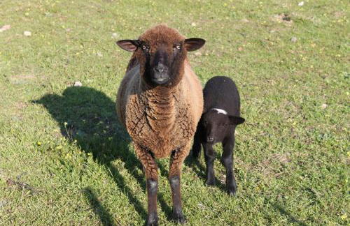 Casa da Avó Rita - Foto 51