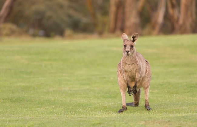 Novotel Lake Crackenback Resort & Spa - Photo 58