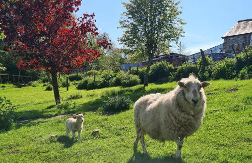 Fedwr Gog Cottage - Photo 17