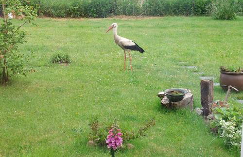 Storchenwiese Wald Meer Natur - Foto 8