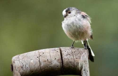 Coedmor Cottages - Foto 58