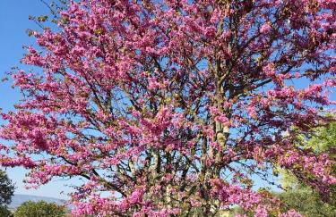 Le Mas du Fort - Foto 14