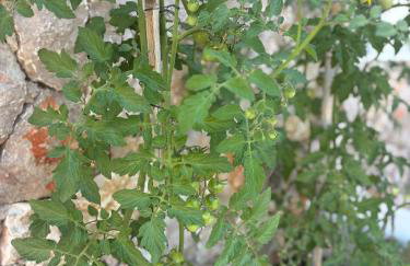 Villa Olea Mare - Mediterranean Comfort and Style - Foto 22