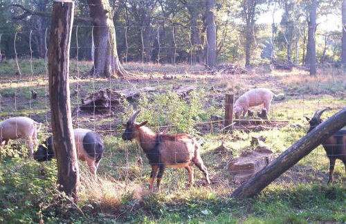 Ferienwohnungen Stricker Harz - Photo 30