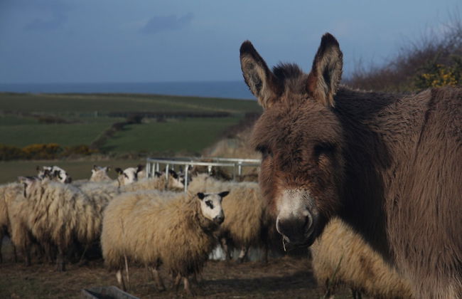 Bayview Farm Holiday Cottages - Foto 27