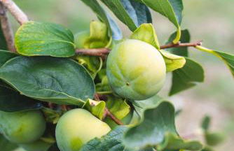 Agriturismo Le Fonti - Foto 21