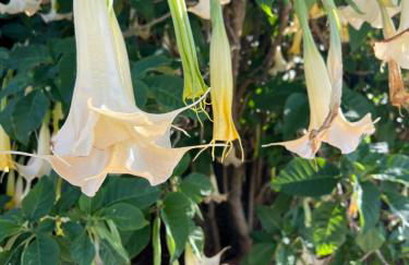 Monte Borboleta - Villas, Apartments - Foto 38