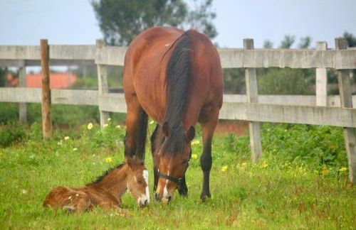 Herdade Monte Do Sol - Foto 28