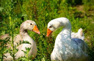 Arca dos Animais - Farming & SPA - Foto 17