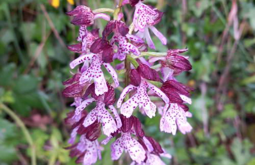 Agriturismo Timignano - Foto 11