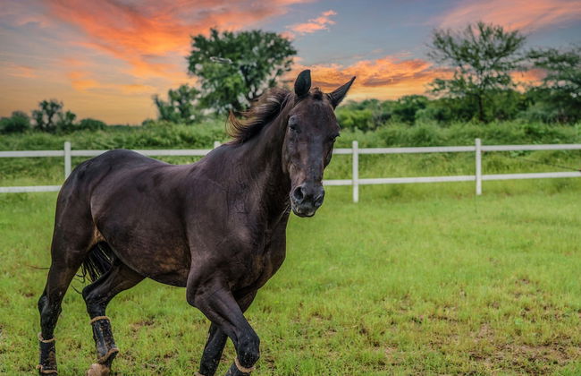 amã Stays & Trails Abhay Villa, Bisalpur - Foto 21