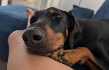 Ferienhaus Laura 70qm bis 5 Gäste mit Fass-Sauna, Whirlpool April bis Oktober, 75qm Terrasse und eingezäunten Garten Haustiere willkommen - Photo 6