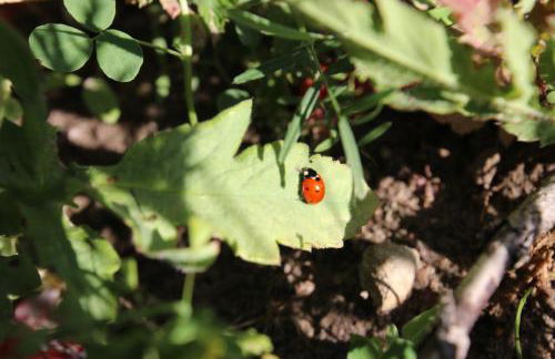 Bungalow in Gristow - Foto 15