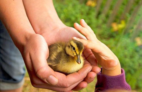 Ferienhof Kruse Wohnung Nr 5 - Foto 25