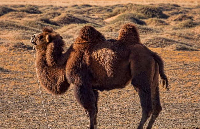 Excursion dans le désert de Semi Gobi - Photo 1