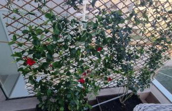 Appartement Penthouse Orihuela costa - Foto 19