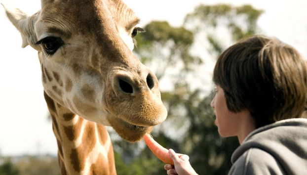Dando da mangiare alle giraffe dello zoo