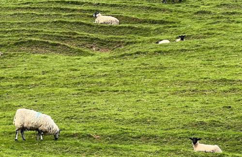 Little Haven Too, one bed chalet in Dartmouth - Foto 11